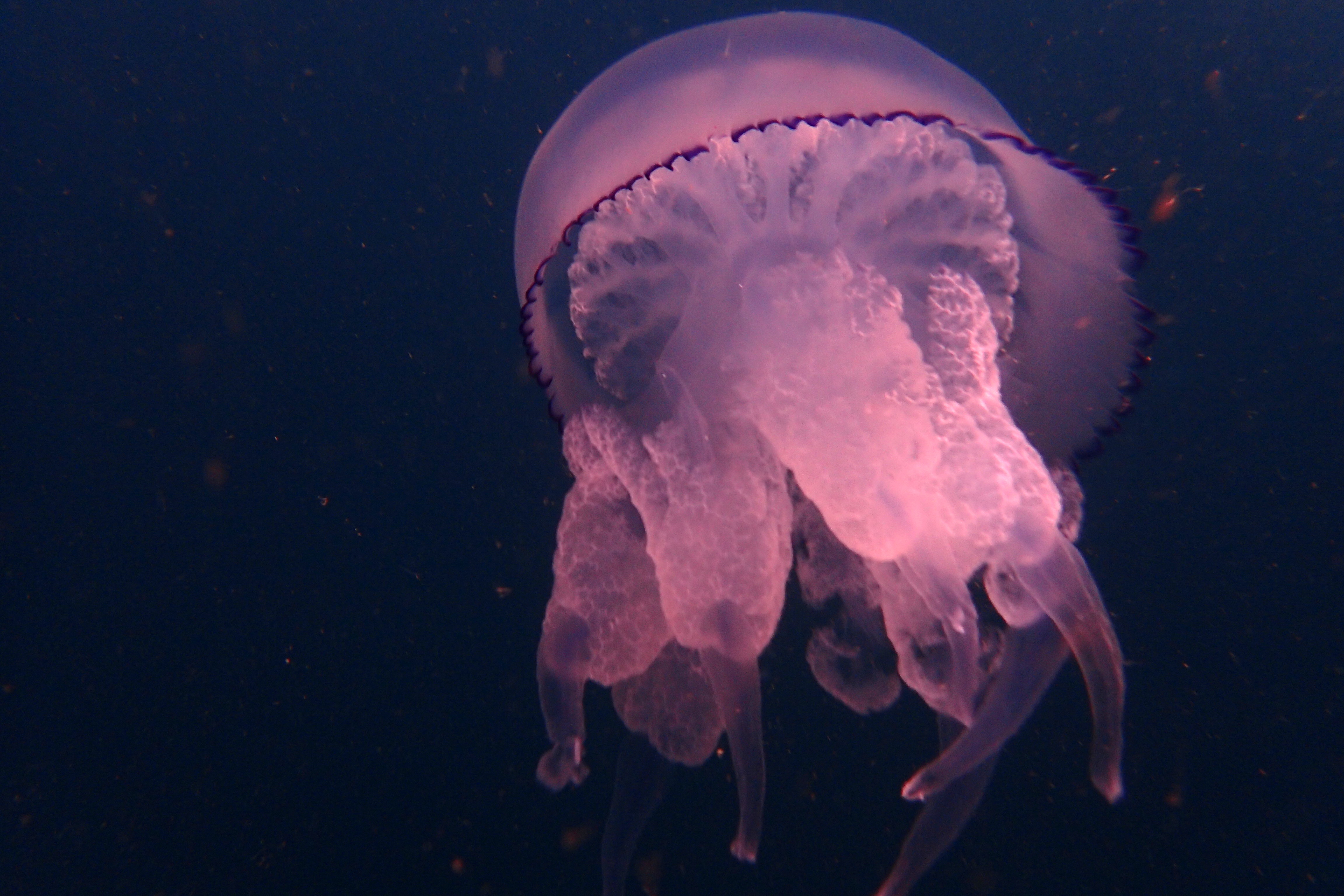 Сцифоидные медузы корнерот