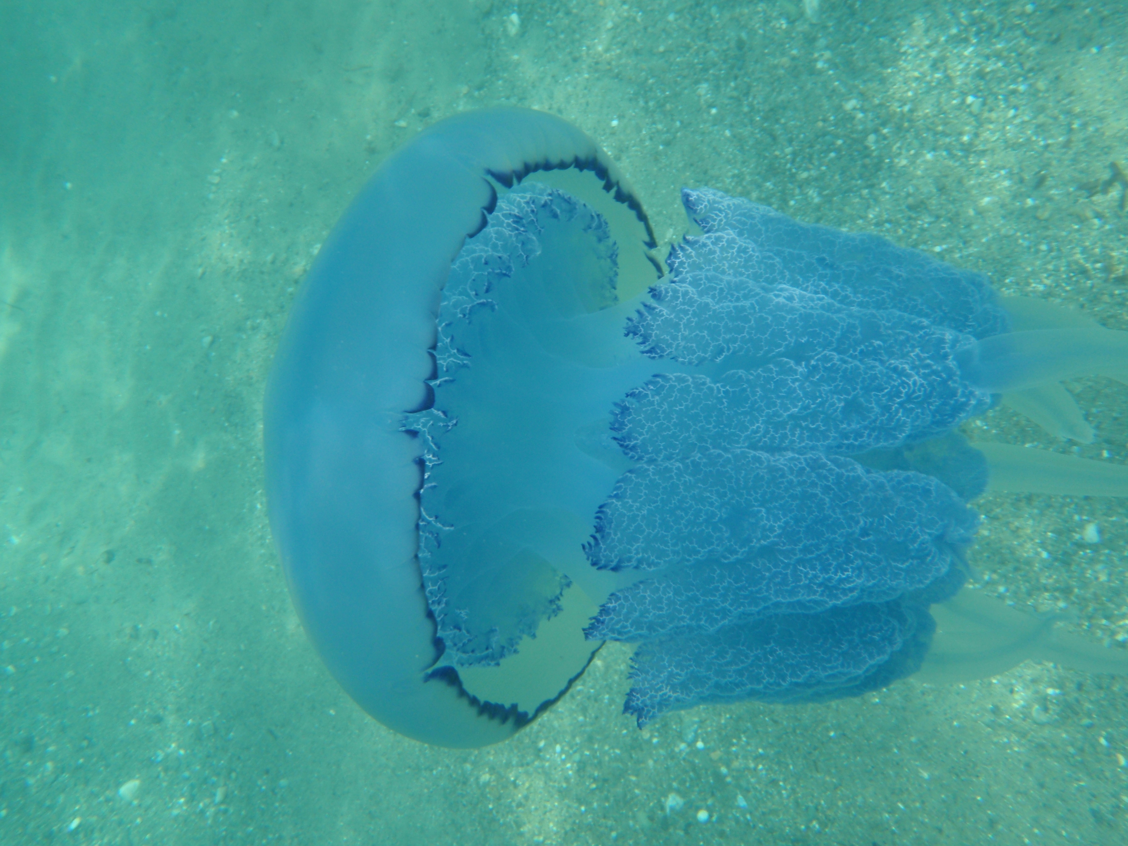 Медуза корнерот голубая
