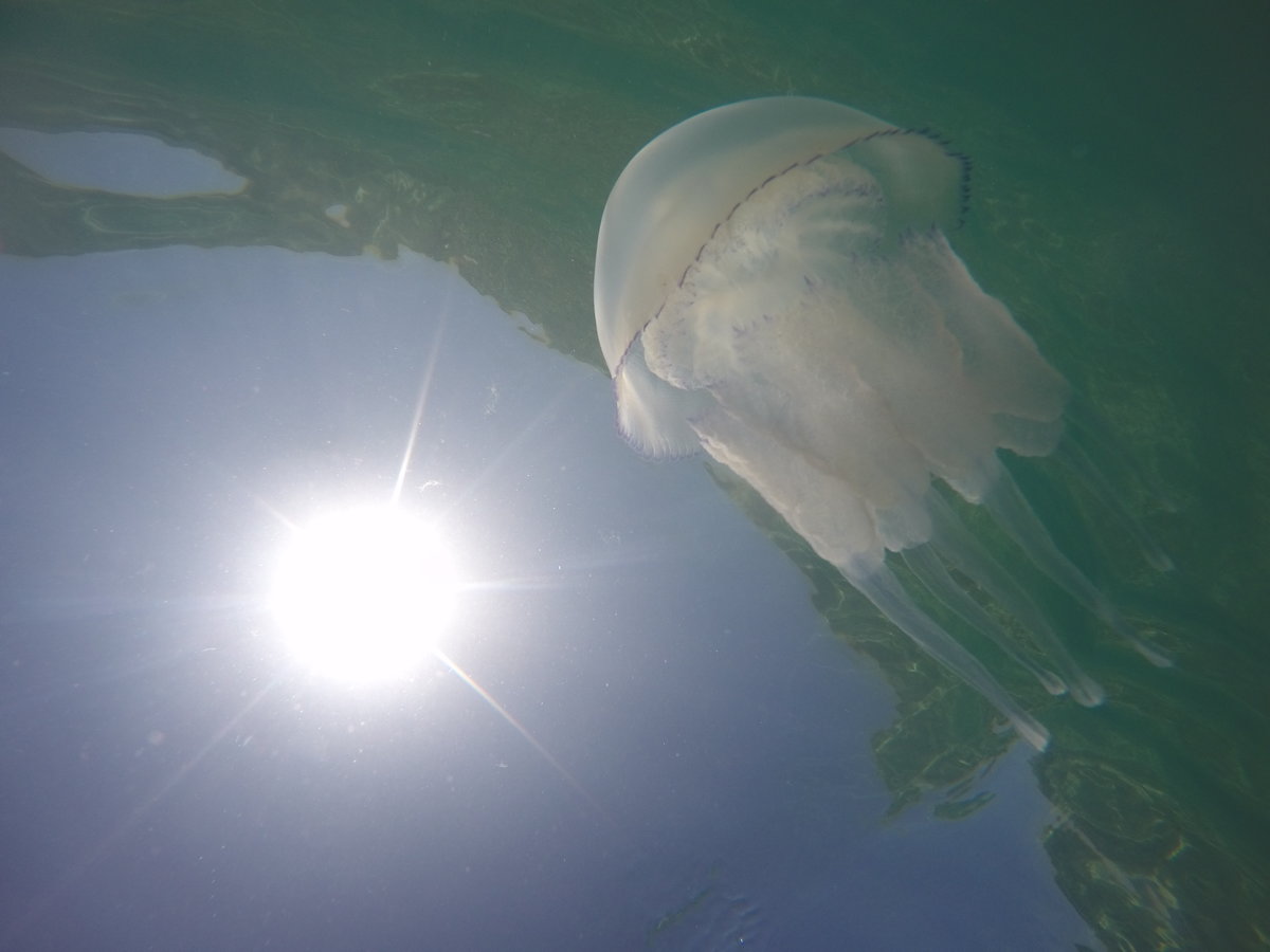 корнерот медуза черного моря