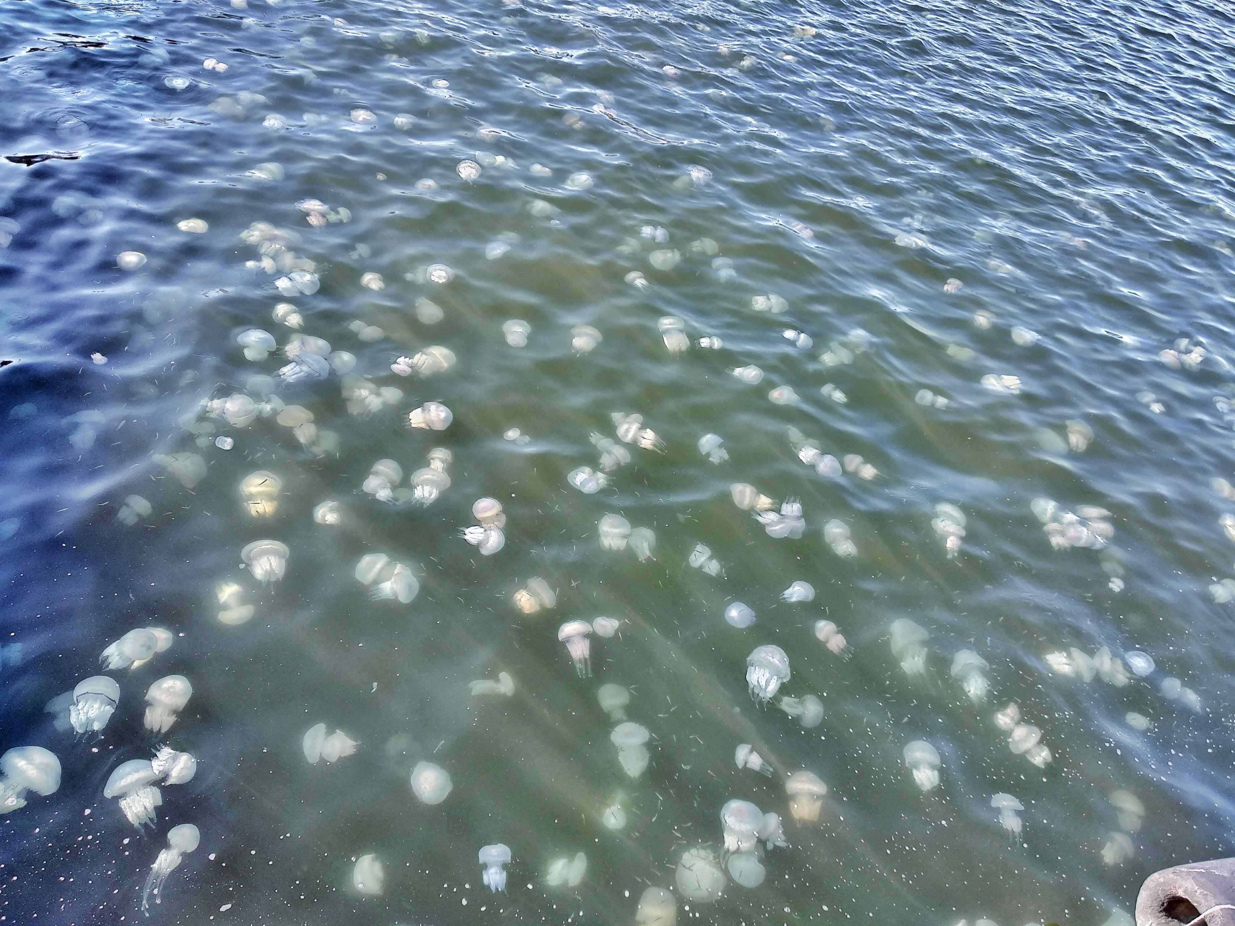 Медуза корнерот черное море