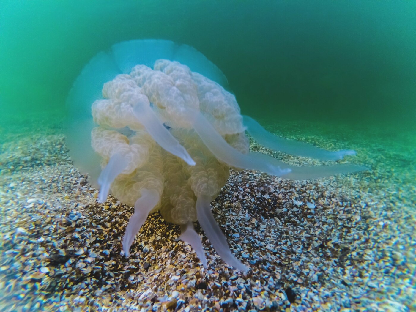 Медуза корнерот в черном море