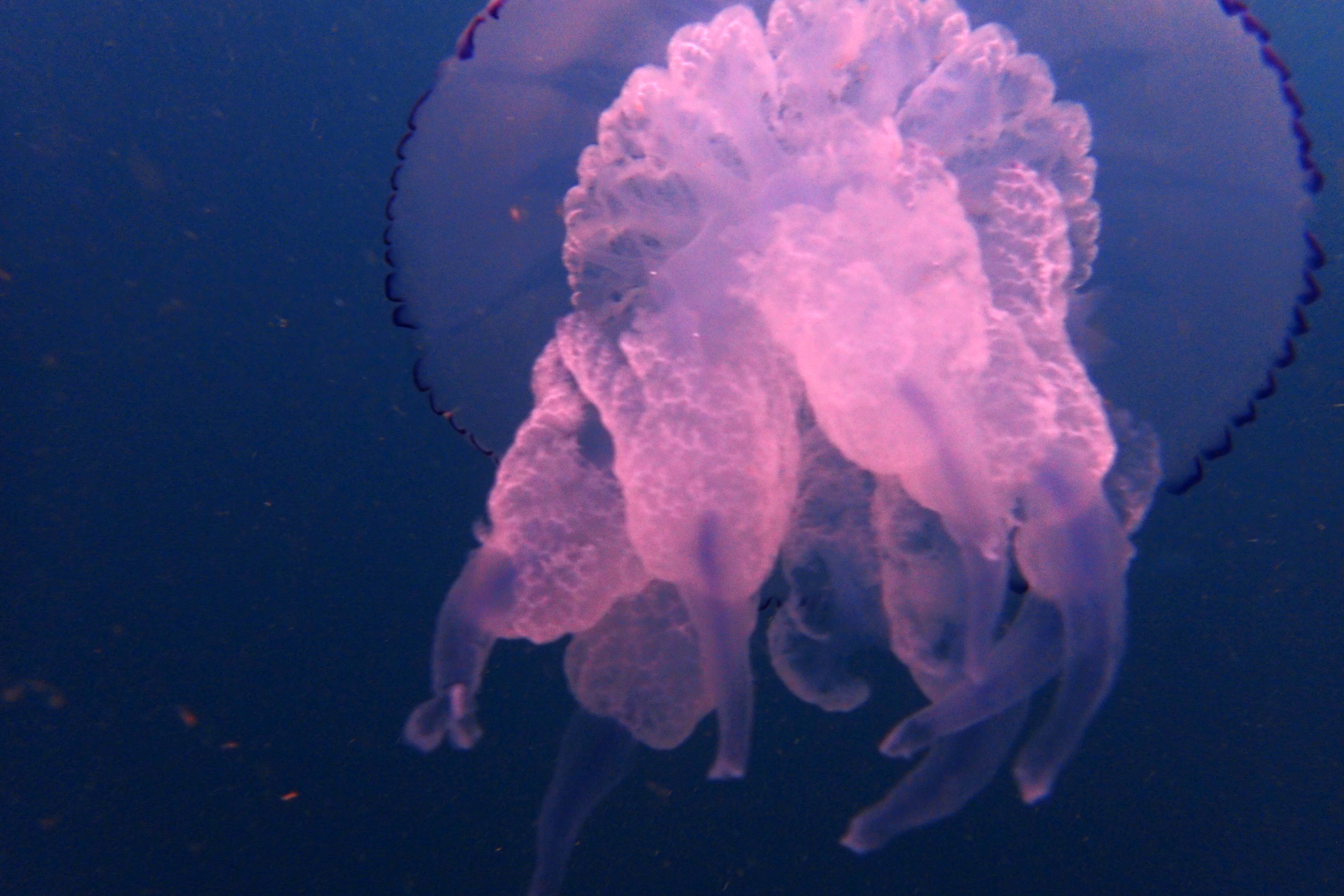 Медуза черная фото