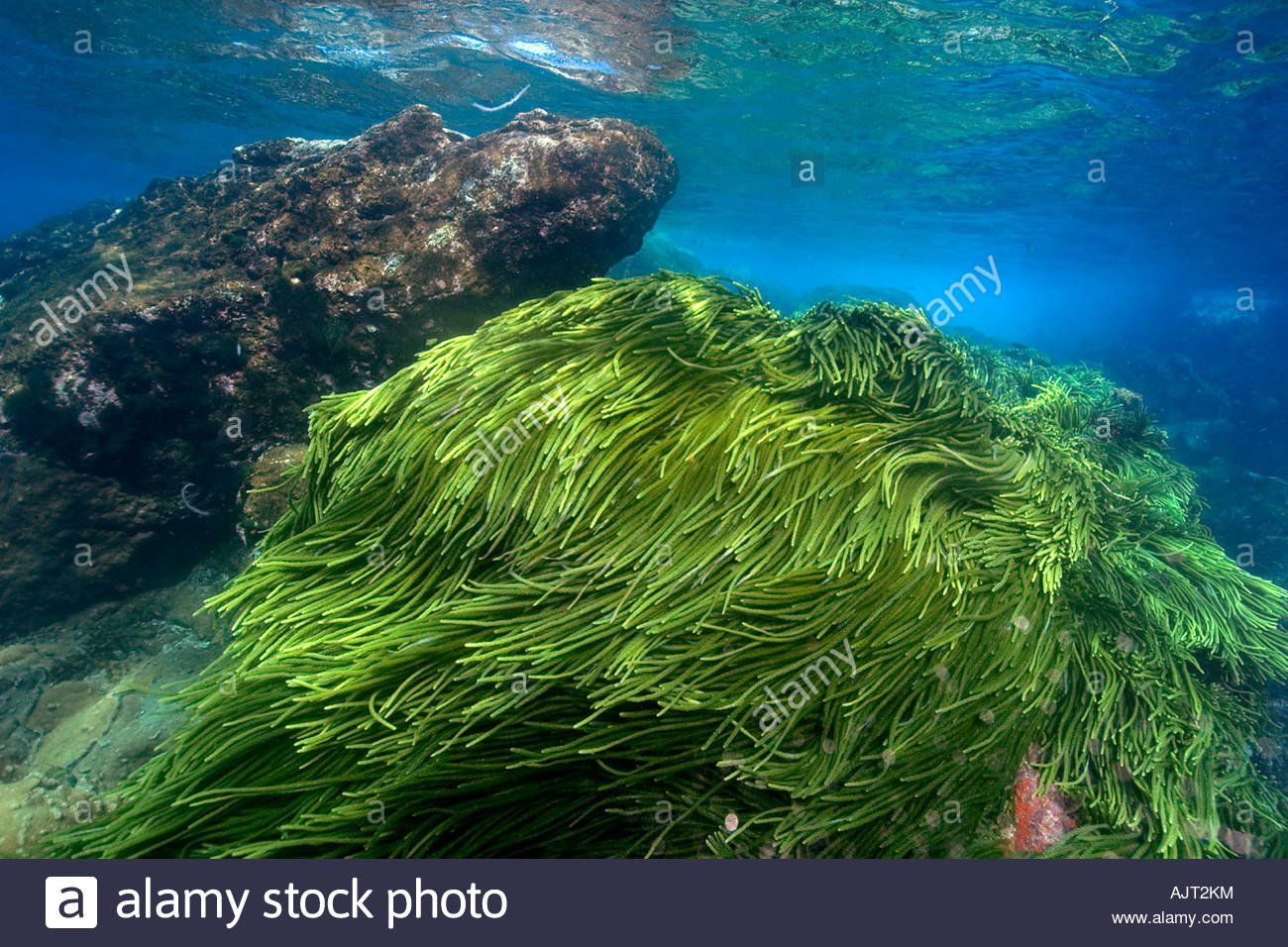 Диатомовые водоросли Тихого океана