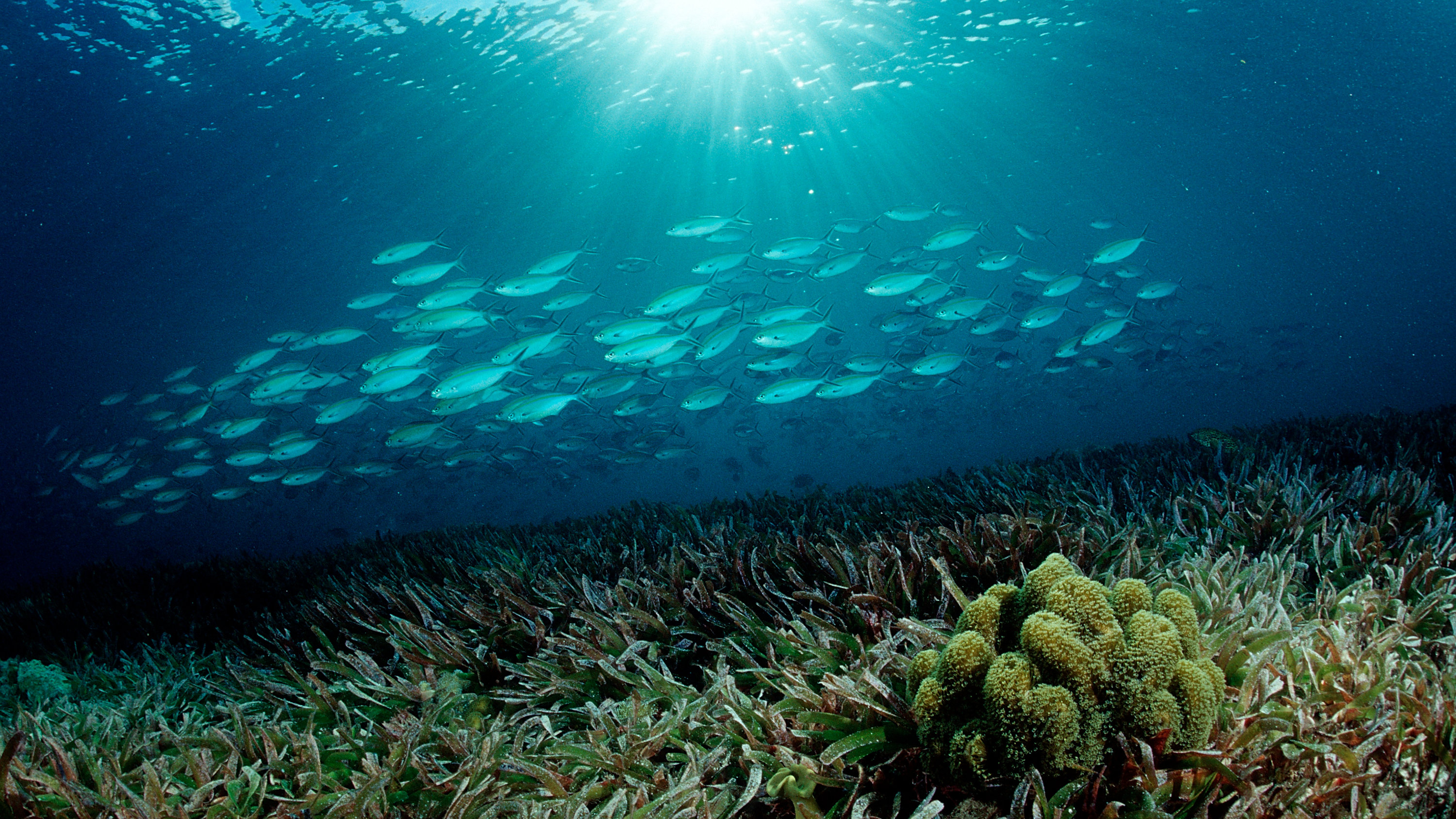 Сообщение растительный мир в океане. Диатомеи водоросли Тихого океана. Ламинария Берингово море. Фукус в Беринговом море. Морская трава Посейдония индийский океан.