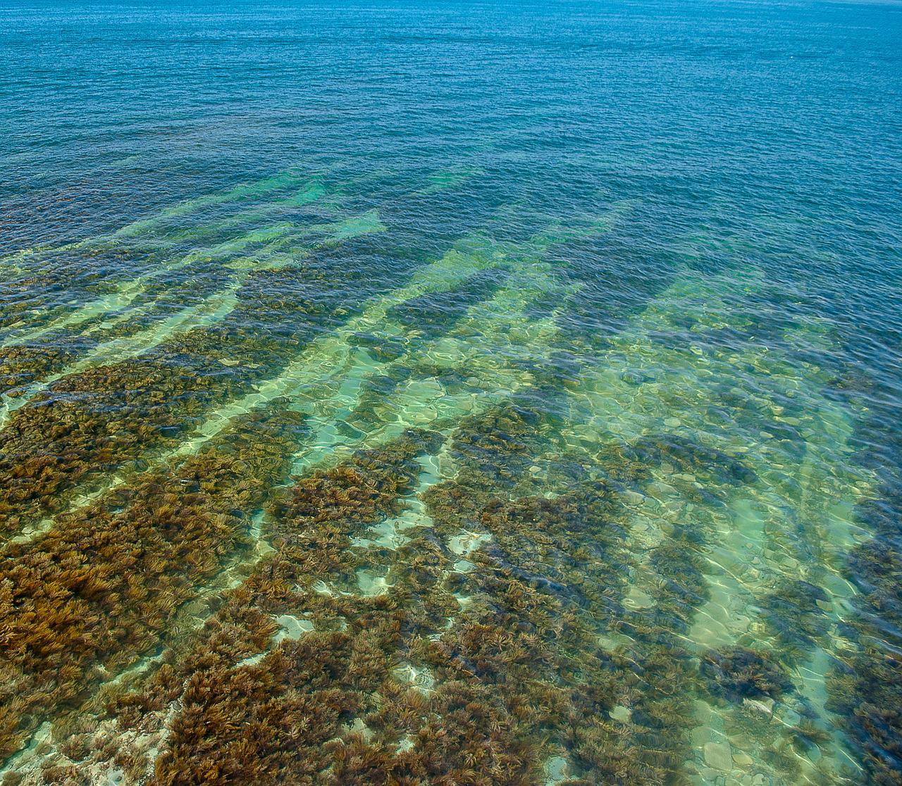 Морские водоросли черного моря