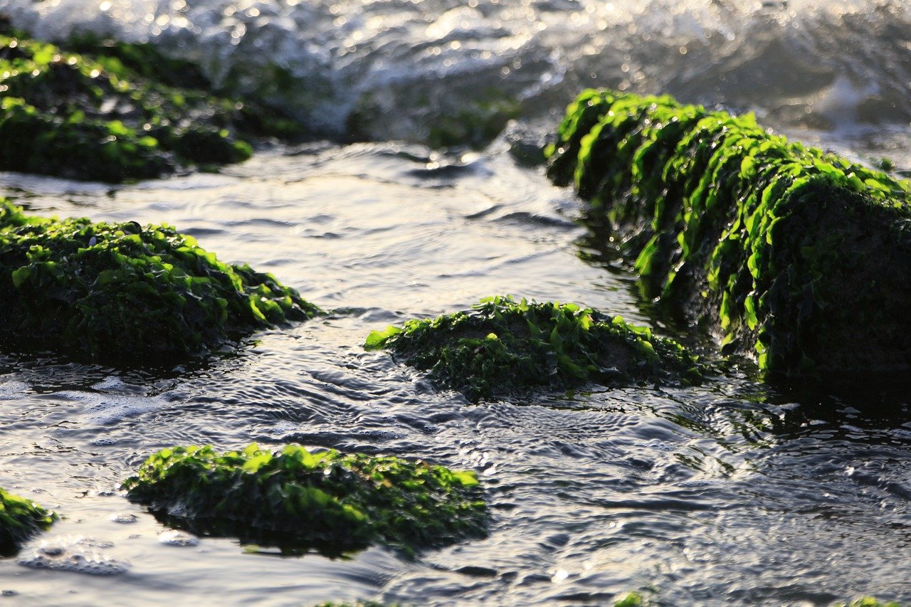 Темные водоросли. Сцитосифон водоросли черного моря. Водоросли на камнях. Водоросли в море. Водоросли на черном фоне.