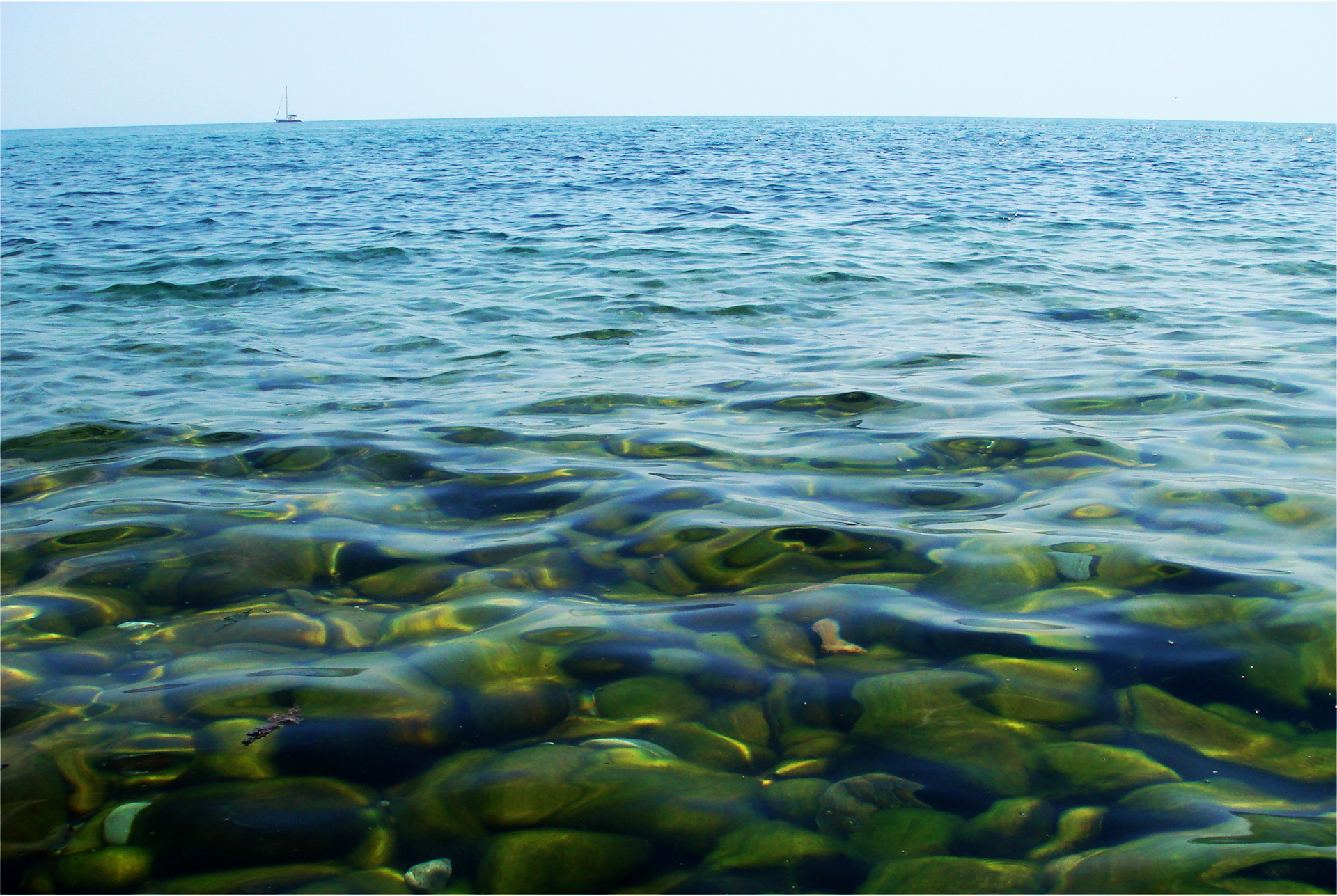 Темные водоросли. Морские водоросли черного моря. Про ламинарию чёрного моря водоросли. Ламинария Черноморская. Лауренсия водоросль чёрное море.