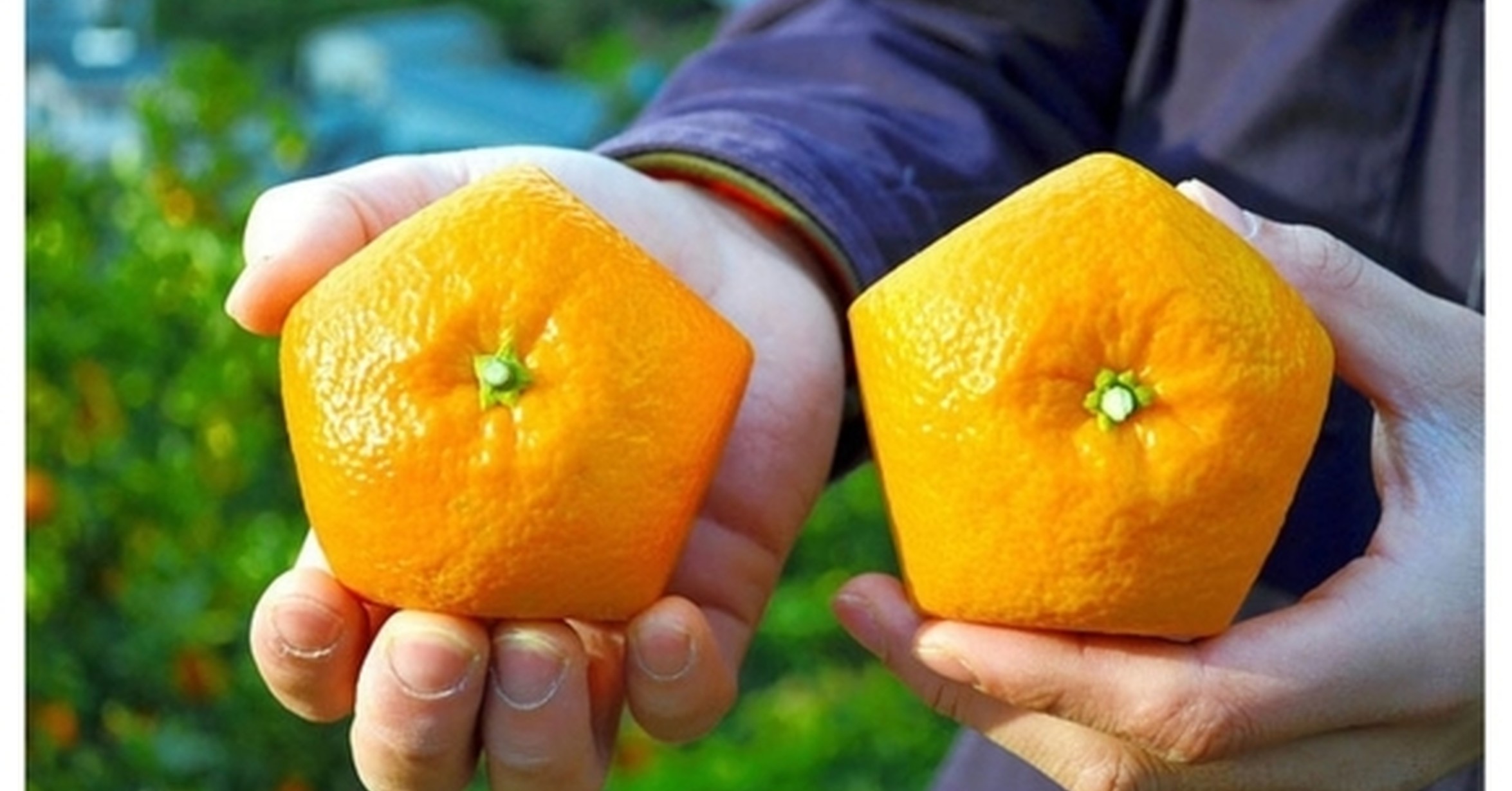 Из ворсинки вырастают апельсинки