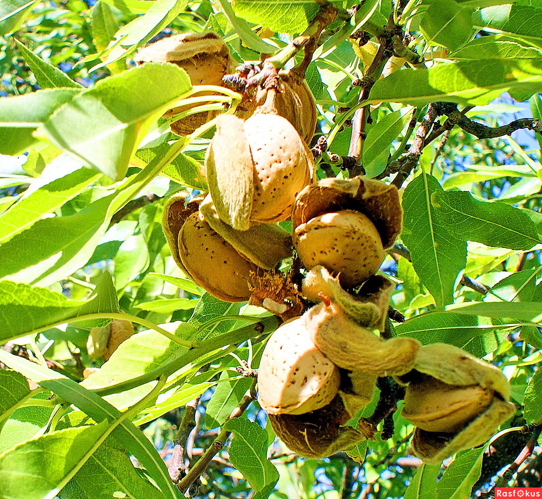 Как выглядит дерево миндального ореха фото