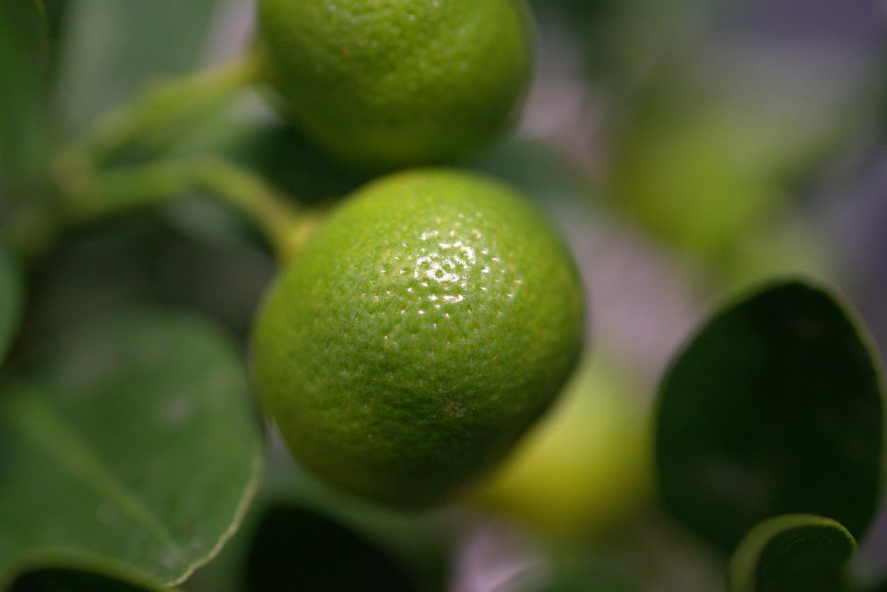 Польза зеленых лимонов. Зеленый цитрус. Зеленый цитрусовый фрукт. Зеленый лимон. Зеленый Ци русовый фрукт.