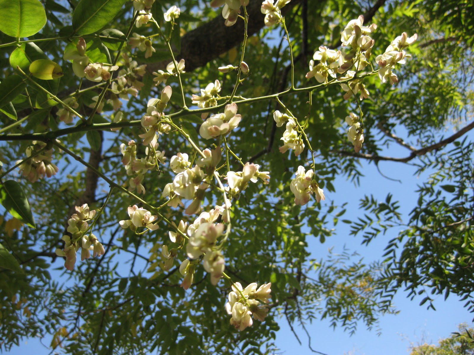 Софора Крымская цветет