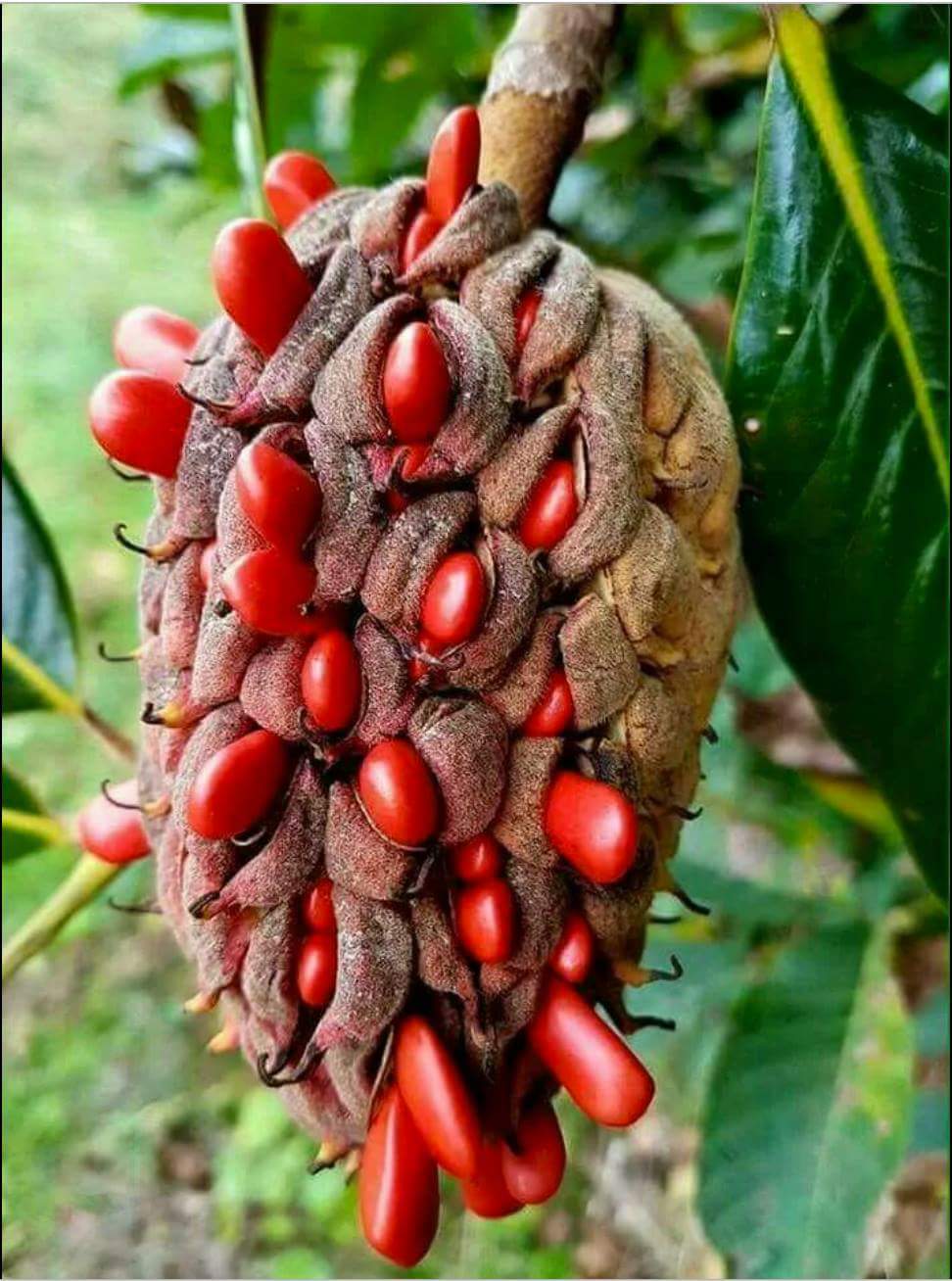 Почему растут плоды. Плодовые растения Тайланда. Мангровое дерево плоды. Личи мадагаскарские. Рамбутан косточка.