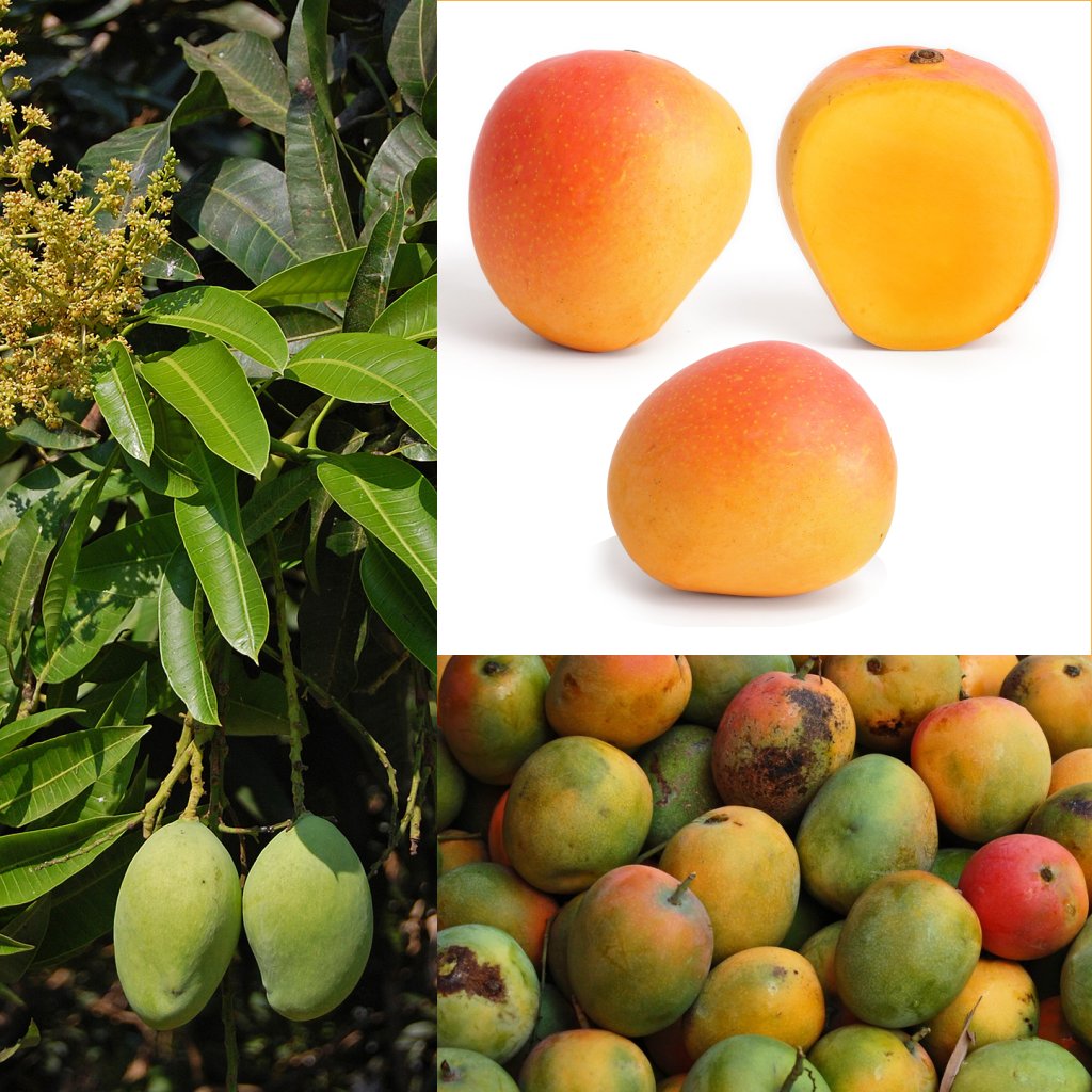 Разновидности манго фото и название