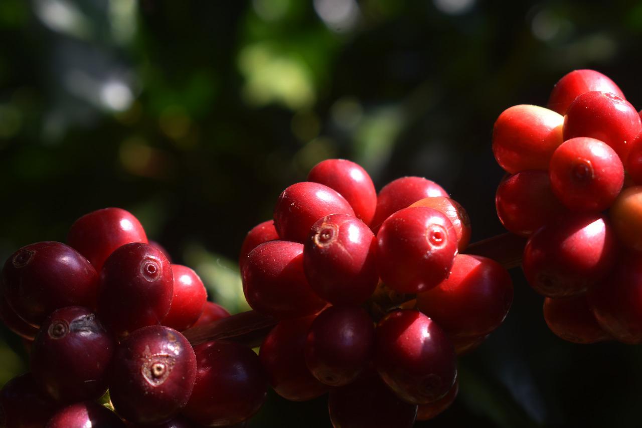 Кофе это фрукт. Ягоды кофейного дерева. Красные ягоды кофе. Спелые кофейные ягоды. Плоды кофейного дерева.