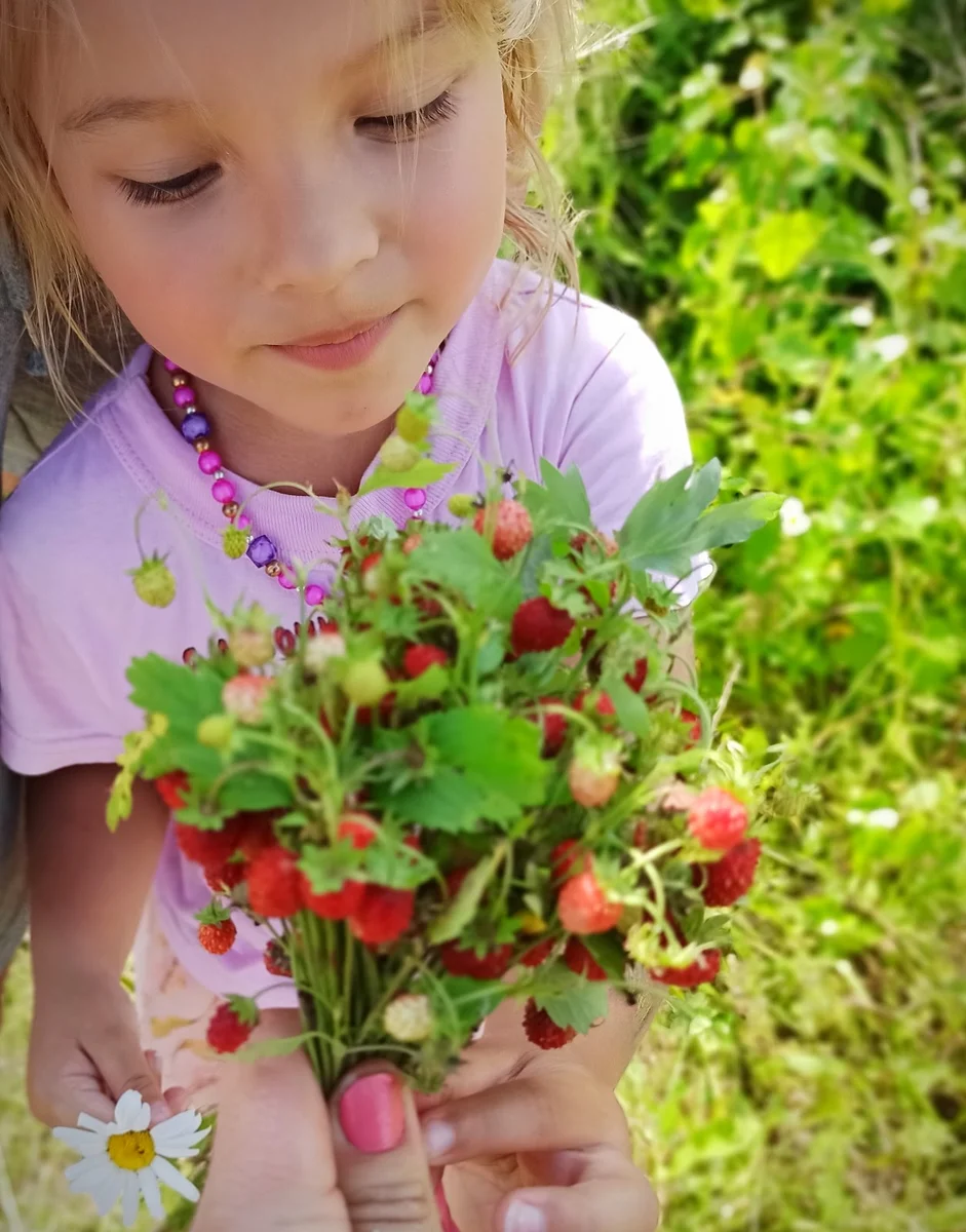 Почему нельзя собирать ягоды. Девочка с земляникой. Дети собирают ягоды. Собирать ягоды. Дети.собиоаютземлянику.