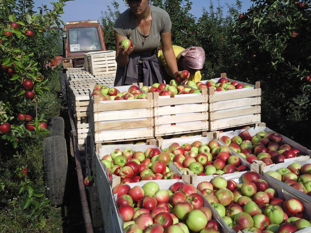 Сбор яблок в Молдавии