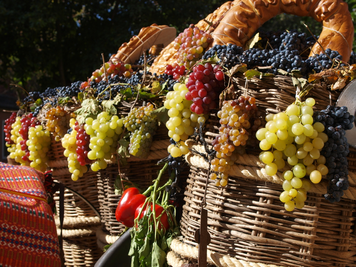 Праздник сбора винограда Испания