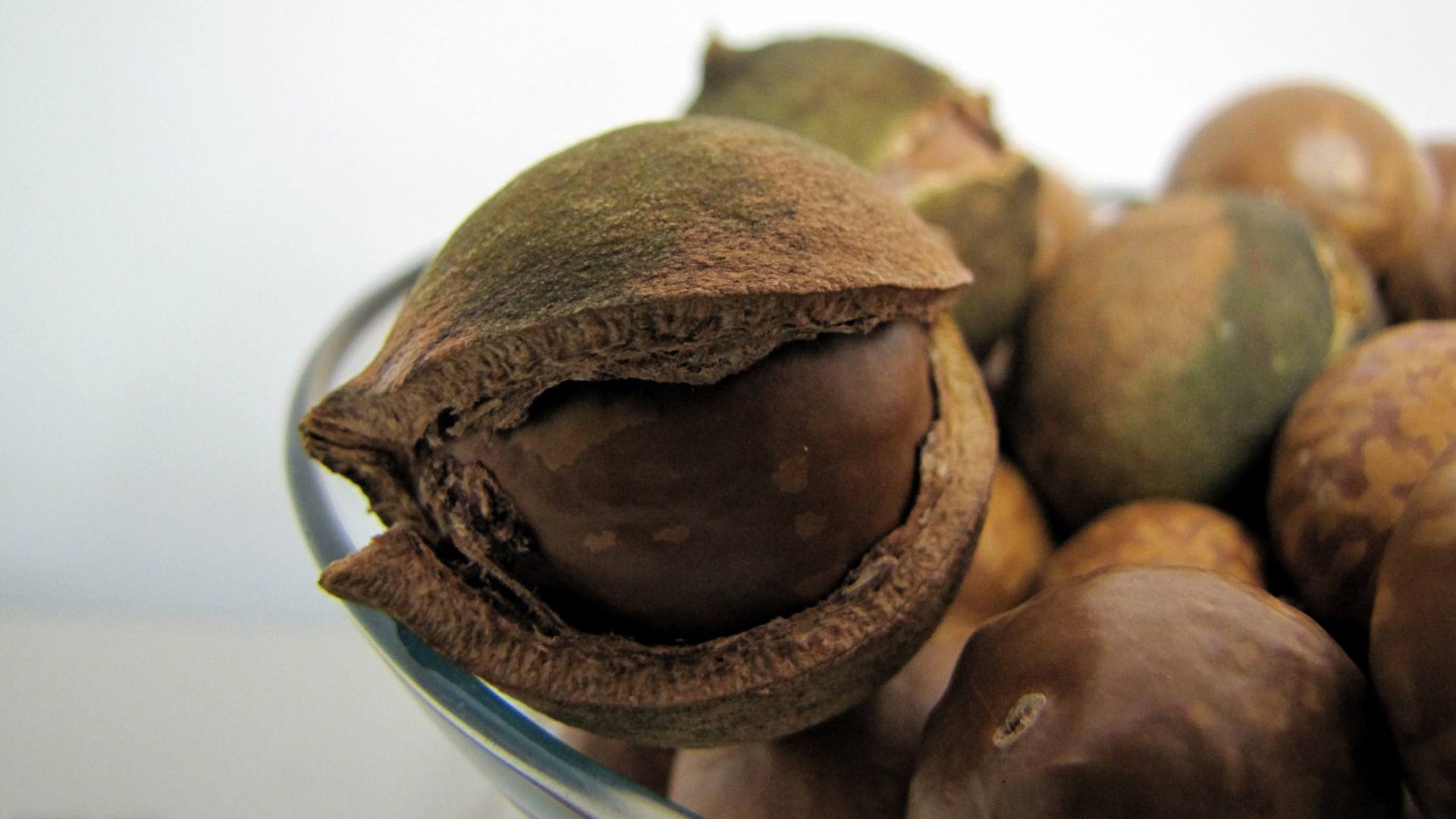 Орех шоколадного дерева