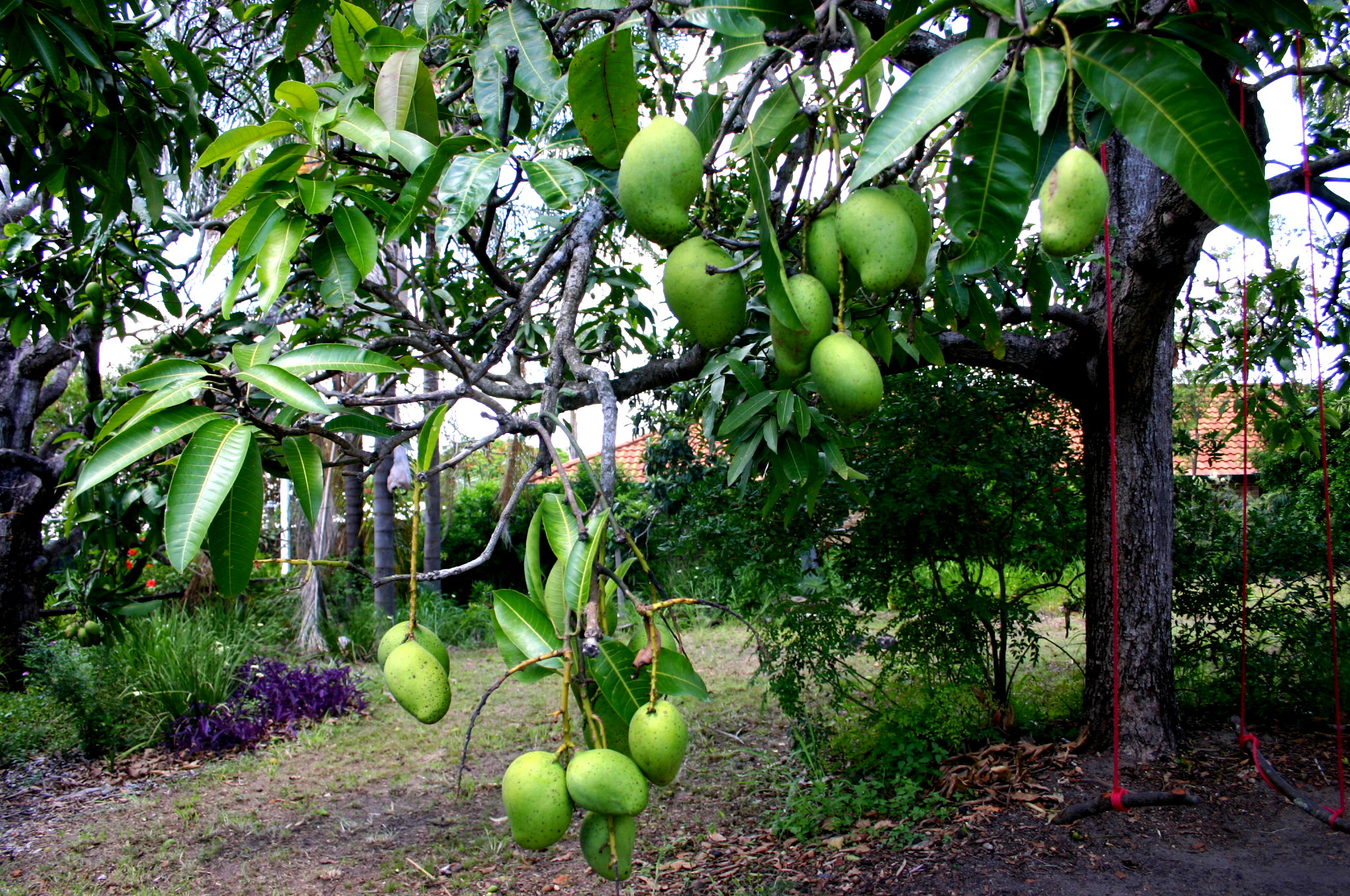Манго фрукт фото дерева в домашних условиях