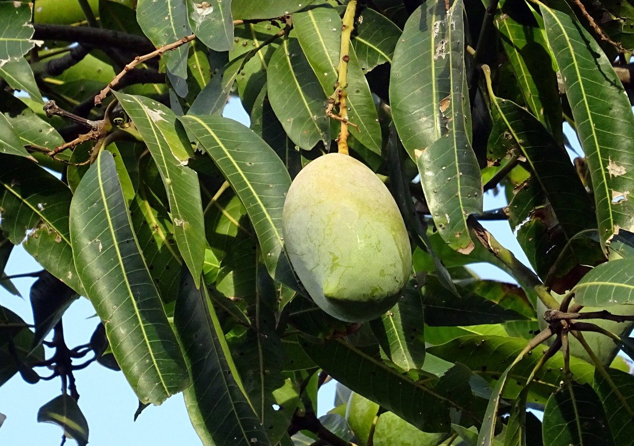 Где растет манго фото