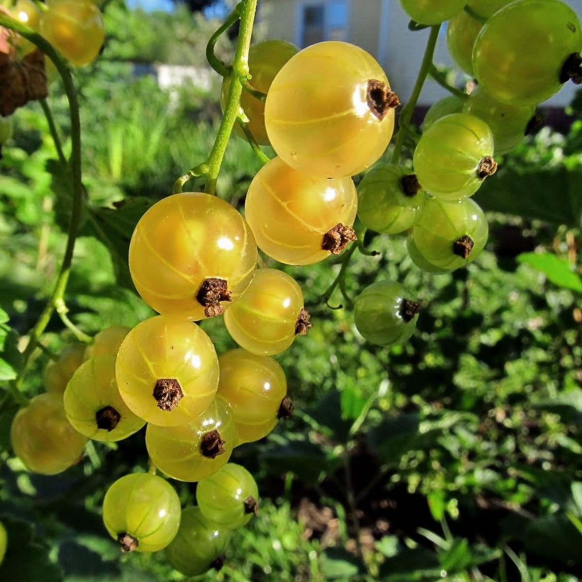 Желтые крупные ягоды