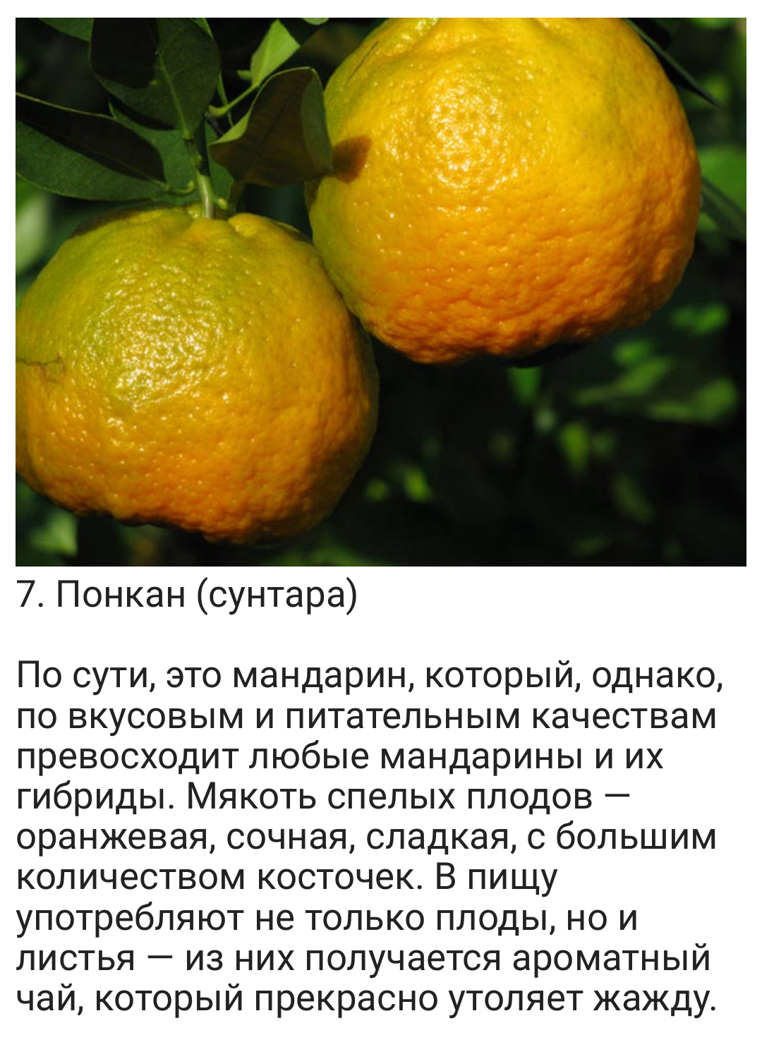 Гибрид лимона как называется. Апельсин мандарин лимон гибрид. Танжело гибриды цитрусовых. Сорт мандарин гибридов. Лимон померанец гибрид.