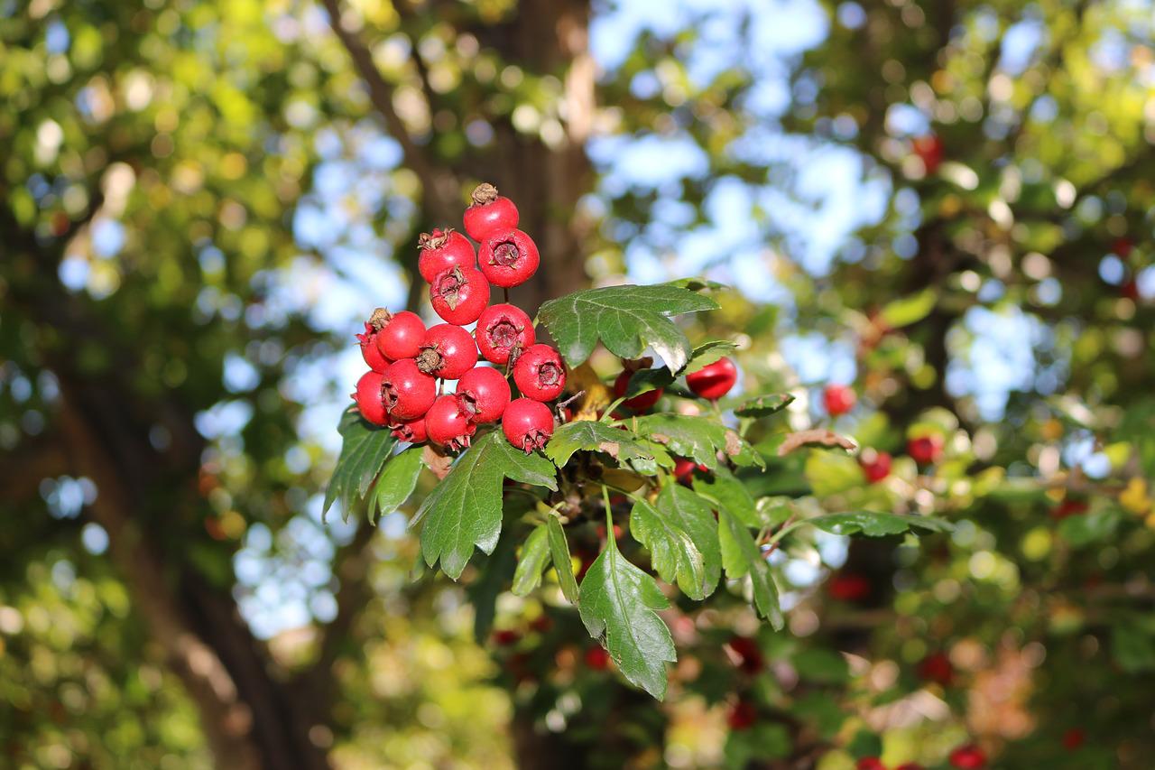 Дерево с красными листьями и красными ягодами название и фото
