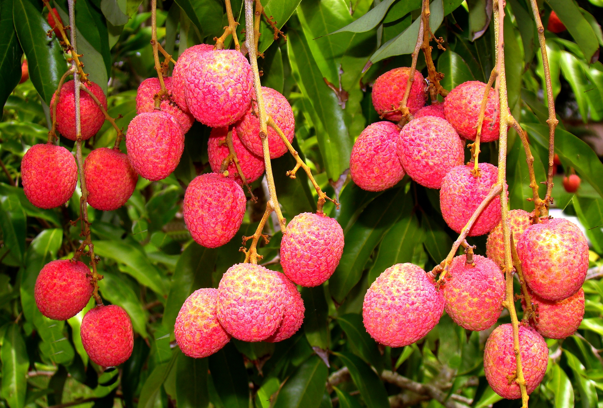 фрукты из чили