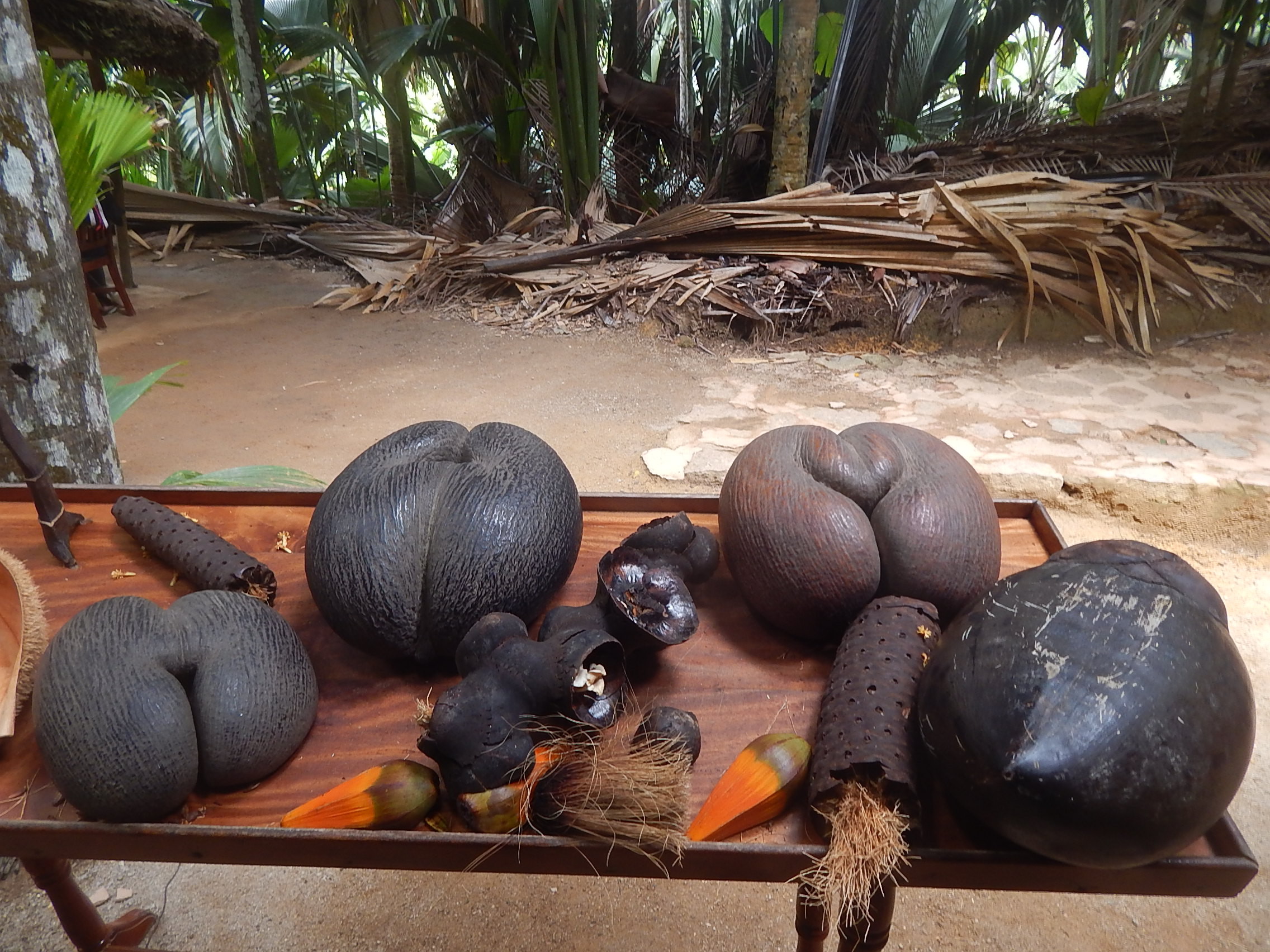 кокосы в доминикане
