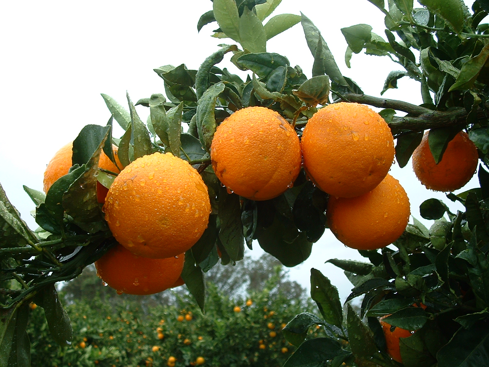 В каких странах растут фрукты. Мандарин дерево. Фрукты растут. Апельсин растет. Фрукты растущие в Краснодарском крае.
