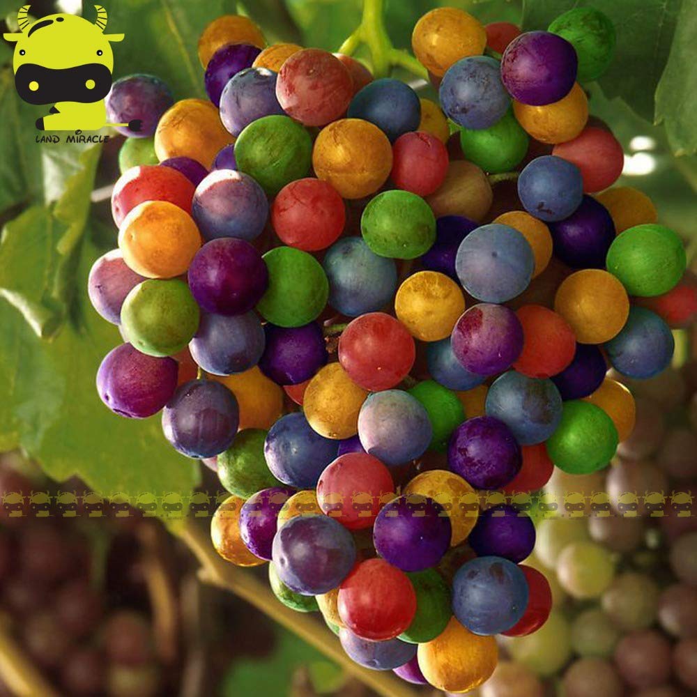 Плодовый мир. Rainbow grapes виноград. Разноцветные ягоды. Радужные ягоды. Экзотические ягоды.