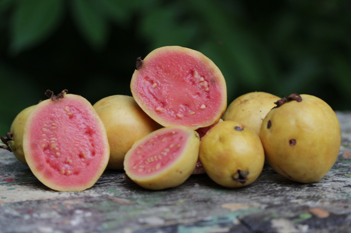 Гуава фрукт фото и описание полезные свойства