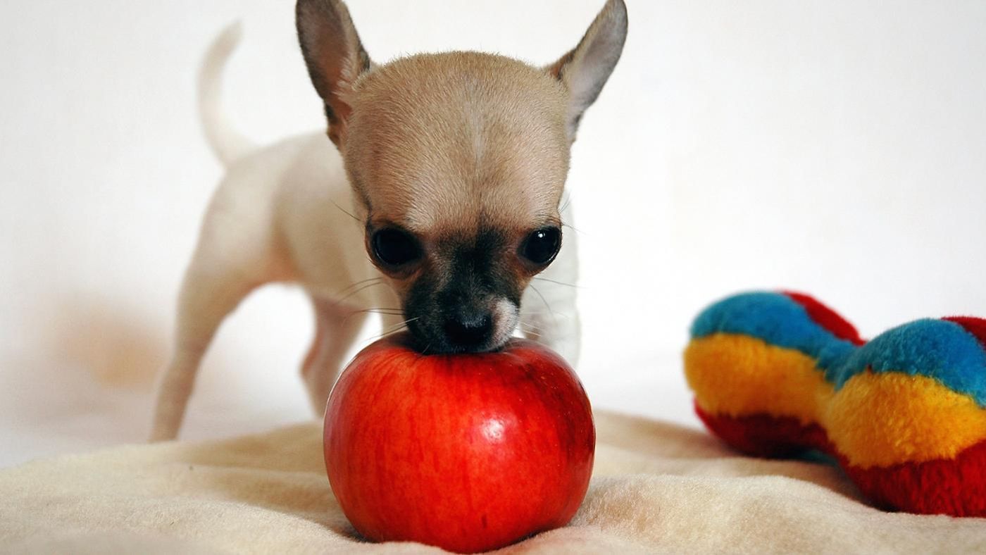 Можно собакам яблоки свежие. Чихуахуа яблоко. Щенки чихуахуа яблоко. Собачка с яблочком. Собака чихуа яблоко.