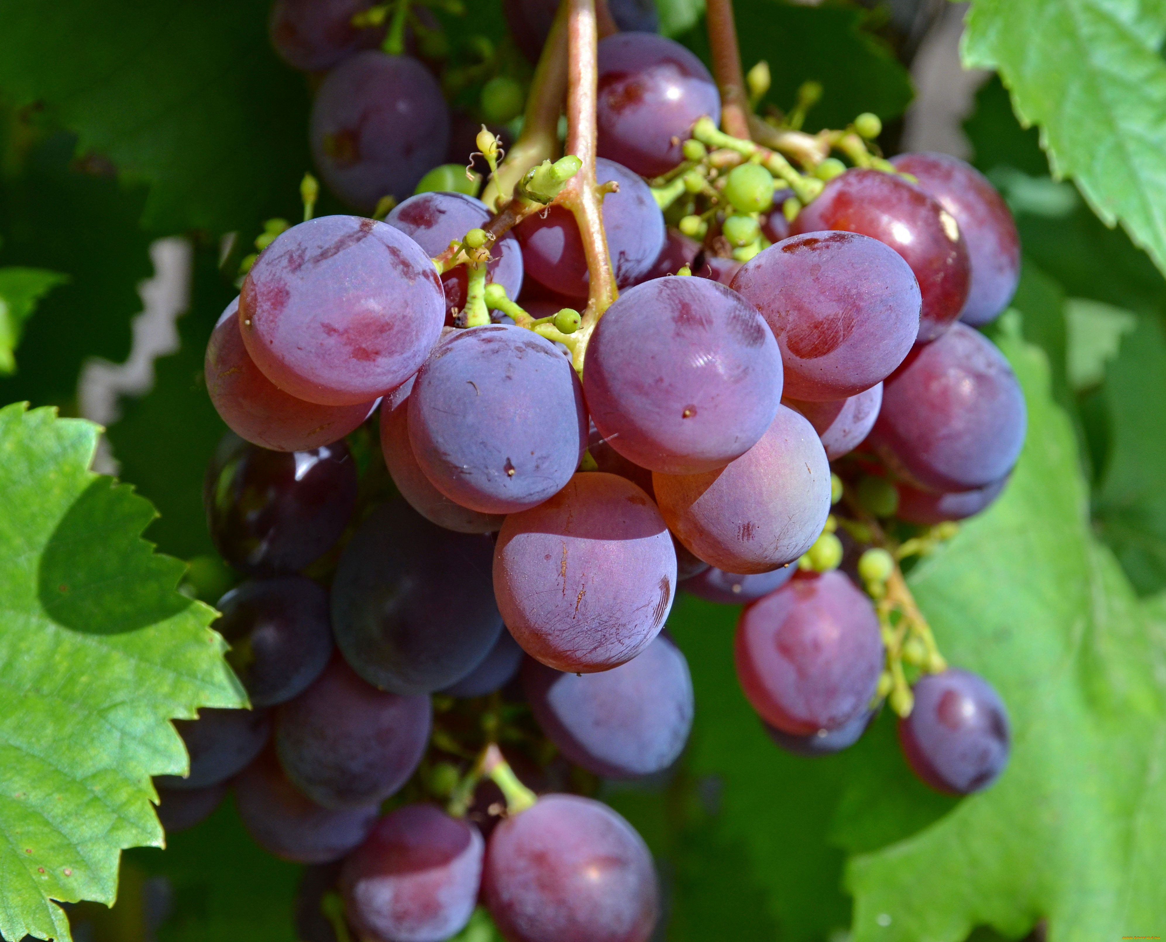 Багровый сорт винограда фото и описание