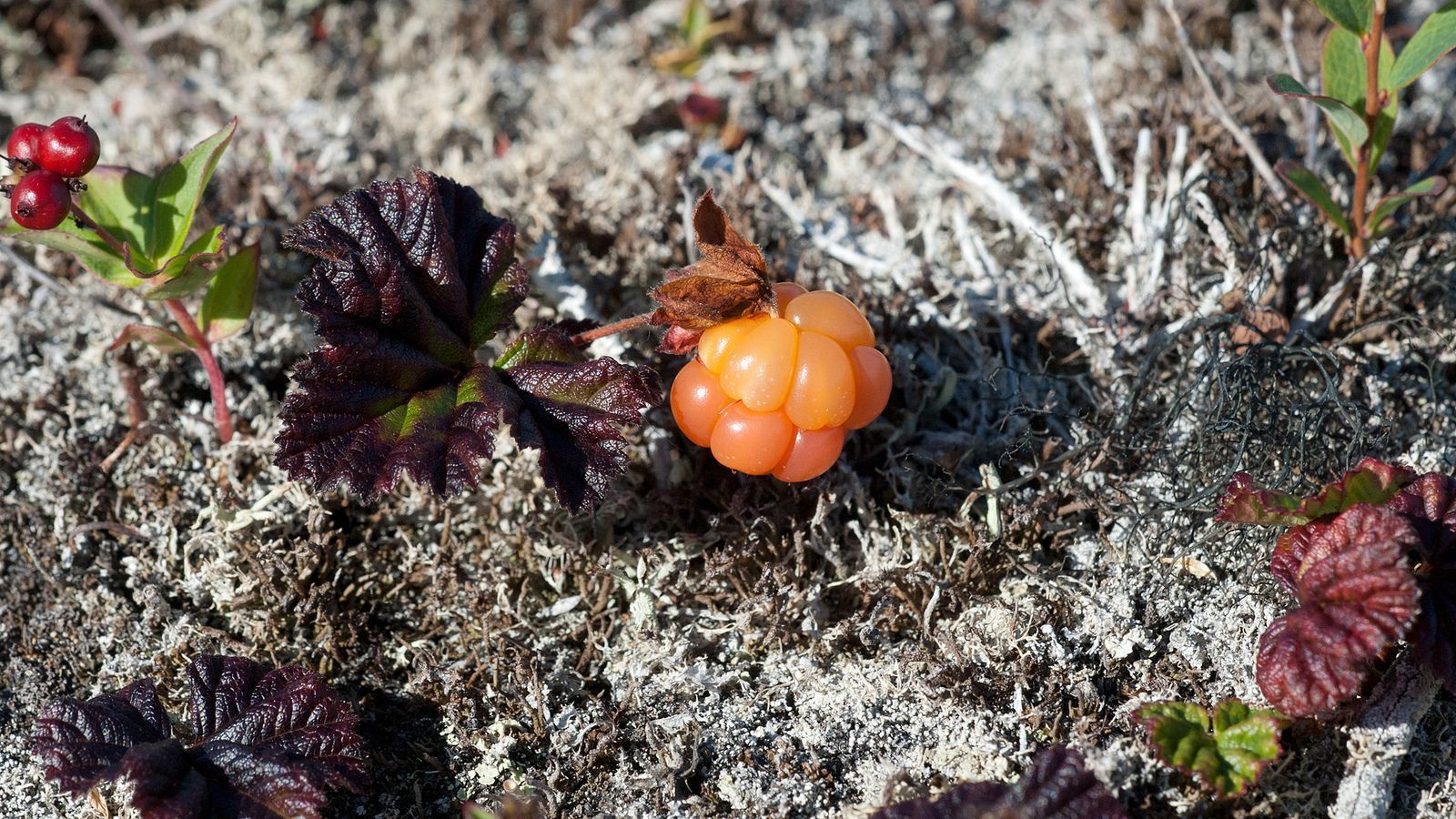 Cloudberry. Морошка Арктическая. Морошка (Rubus chamaemorus). Морошка Кольский полуостров. Морошка в тундре.