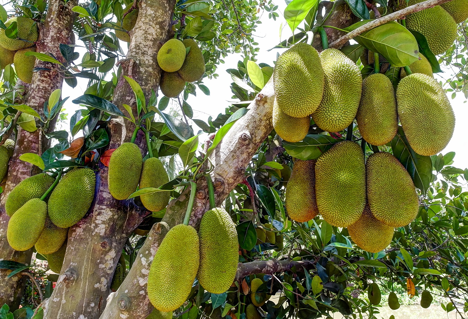 Экзотические фрукты на дереве фото
