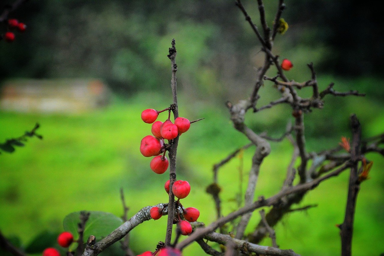 Ягоды сакуры. Японская вишня ягоды. Вишня Сахалинская. Зимняя вишня ягоды. Сакура ягоды фото.