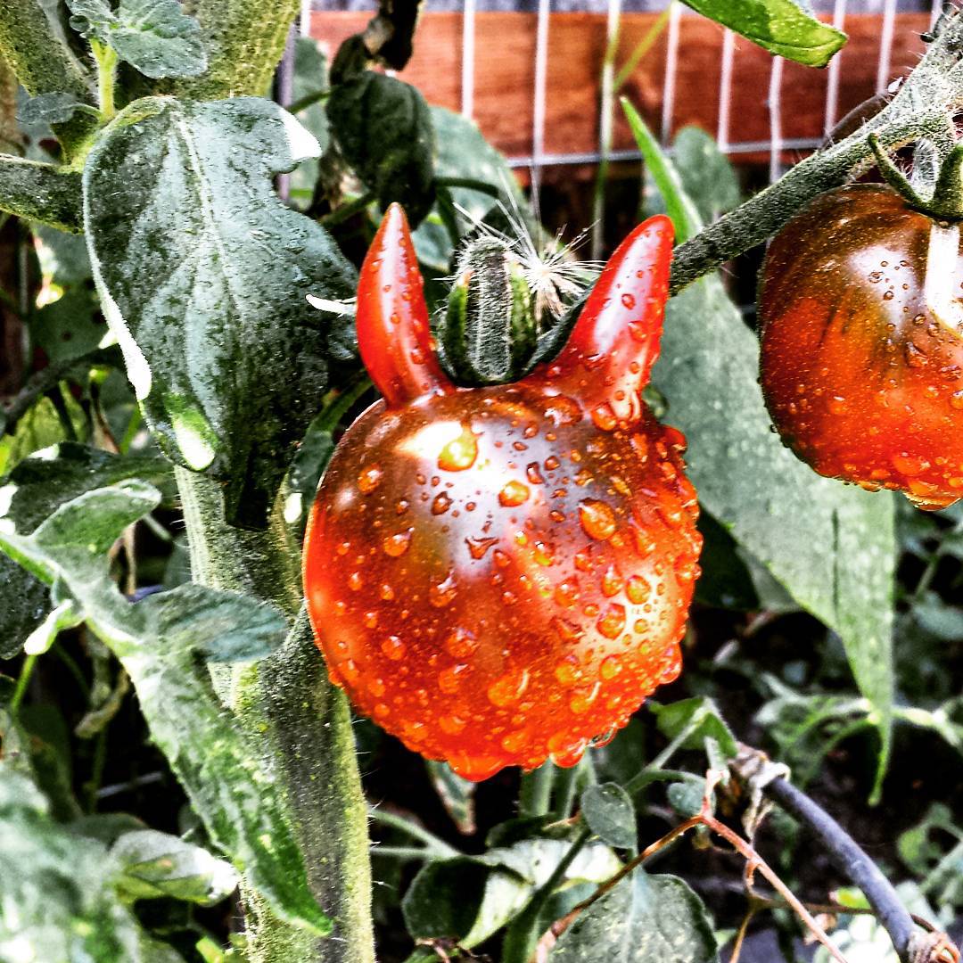 Экзотические томаты. Странный помидор. Необычные помидоры. Необычные фрукты. Томаты необычной формы.
