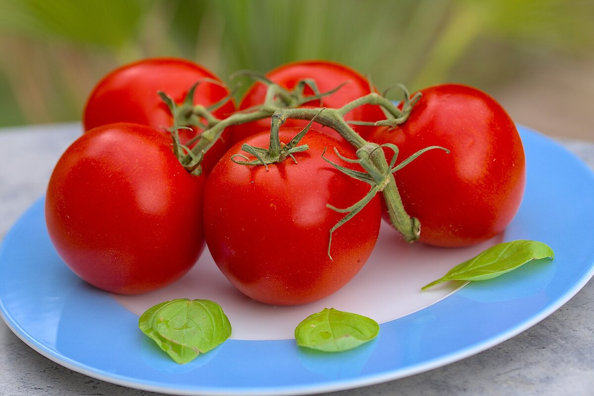 Почему помидоры красные. Томаты пиксабей. Плод томата ягода. Томат это ягода. Помидор это фрукт.