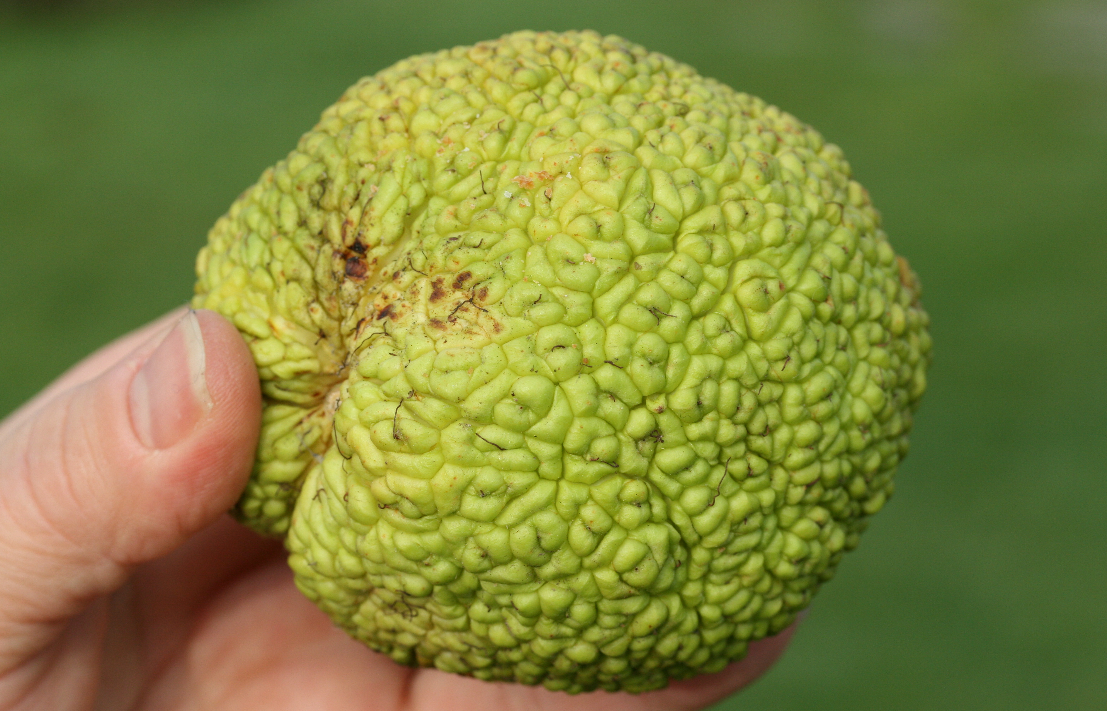 Орех похожий на мозг. Маклюра плод. Адамово яблоко фрукт. Маклюра оранжевая съедобная. Маклюра Крымская.