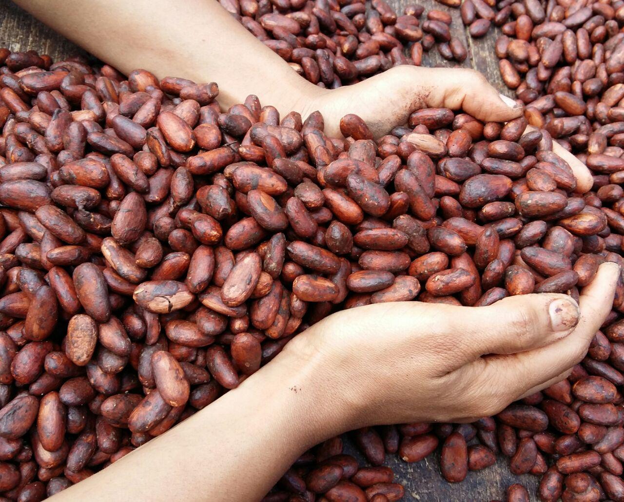 Cacao mercadona
