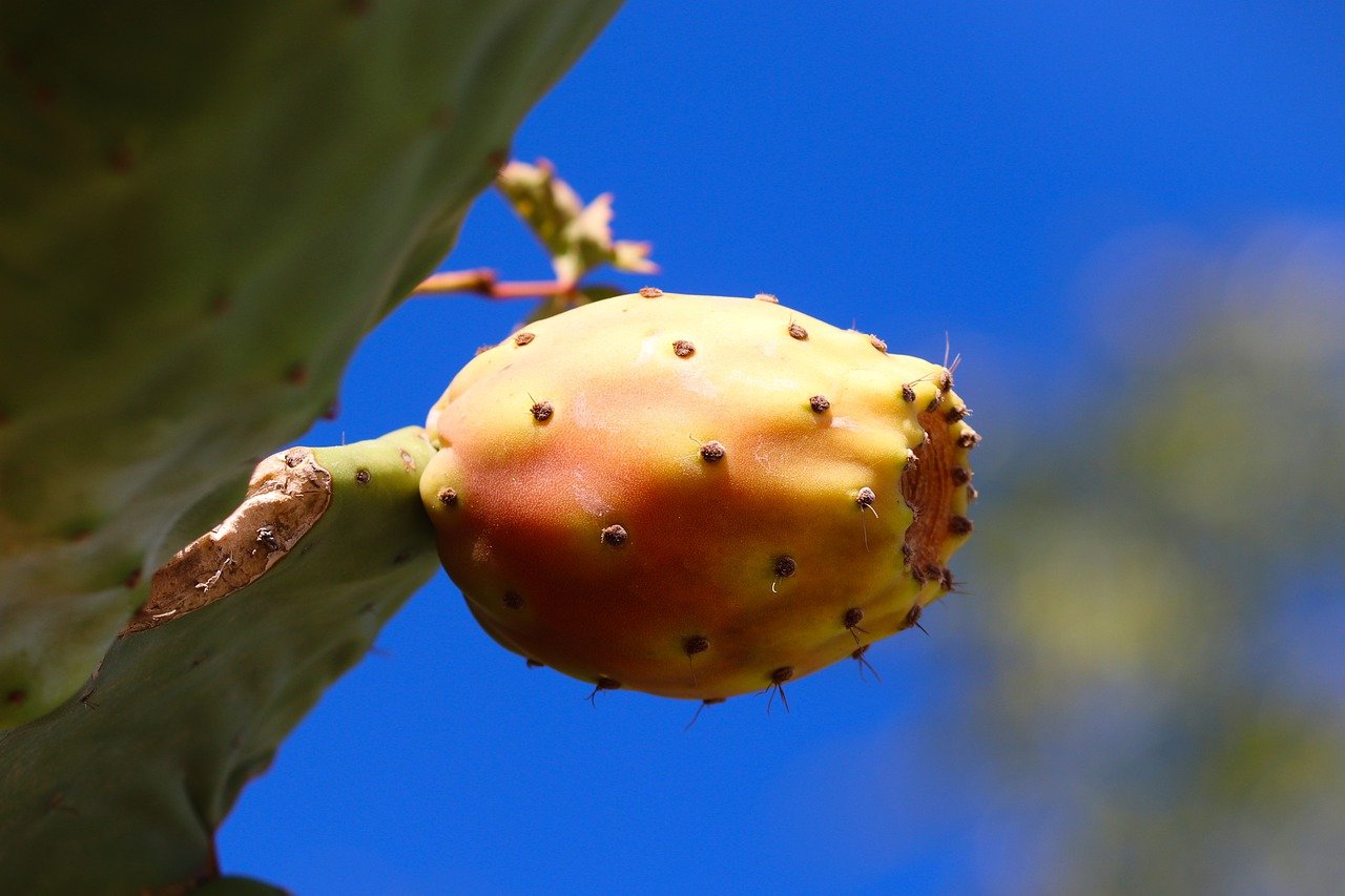Prickly pear. Плоды кактуса опунция. Кактусовый инжир. Кактусовая груша. Prickly Pear Cactus Fruit.