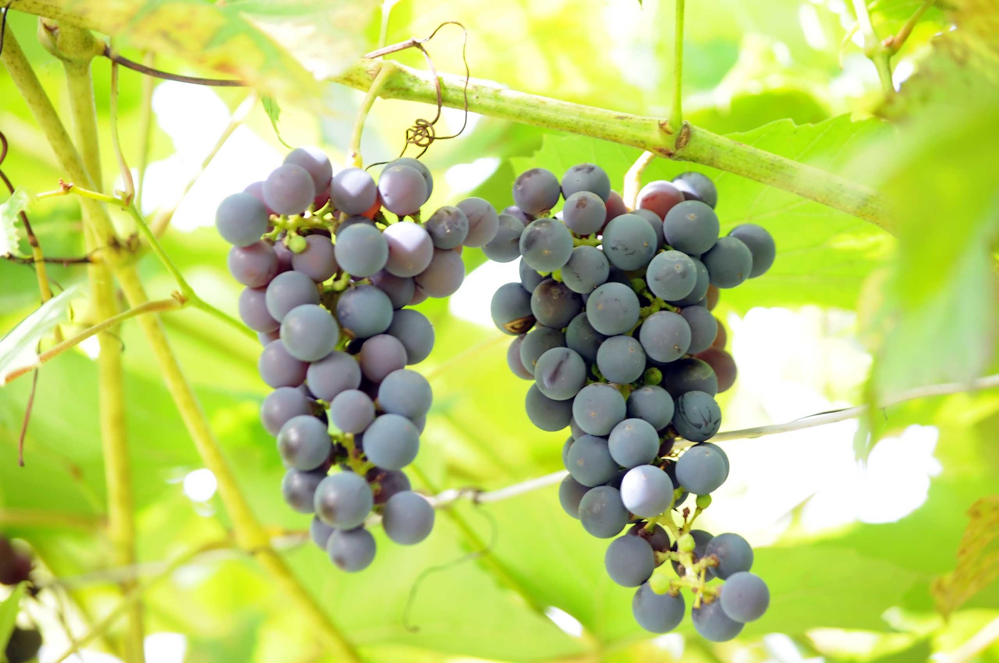 Дальневосточный новикова виноград описание сорта фото