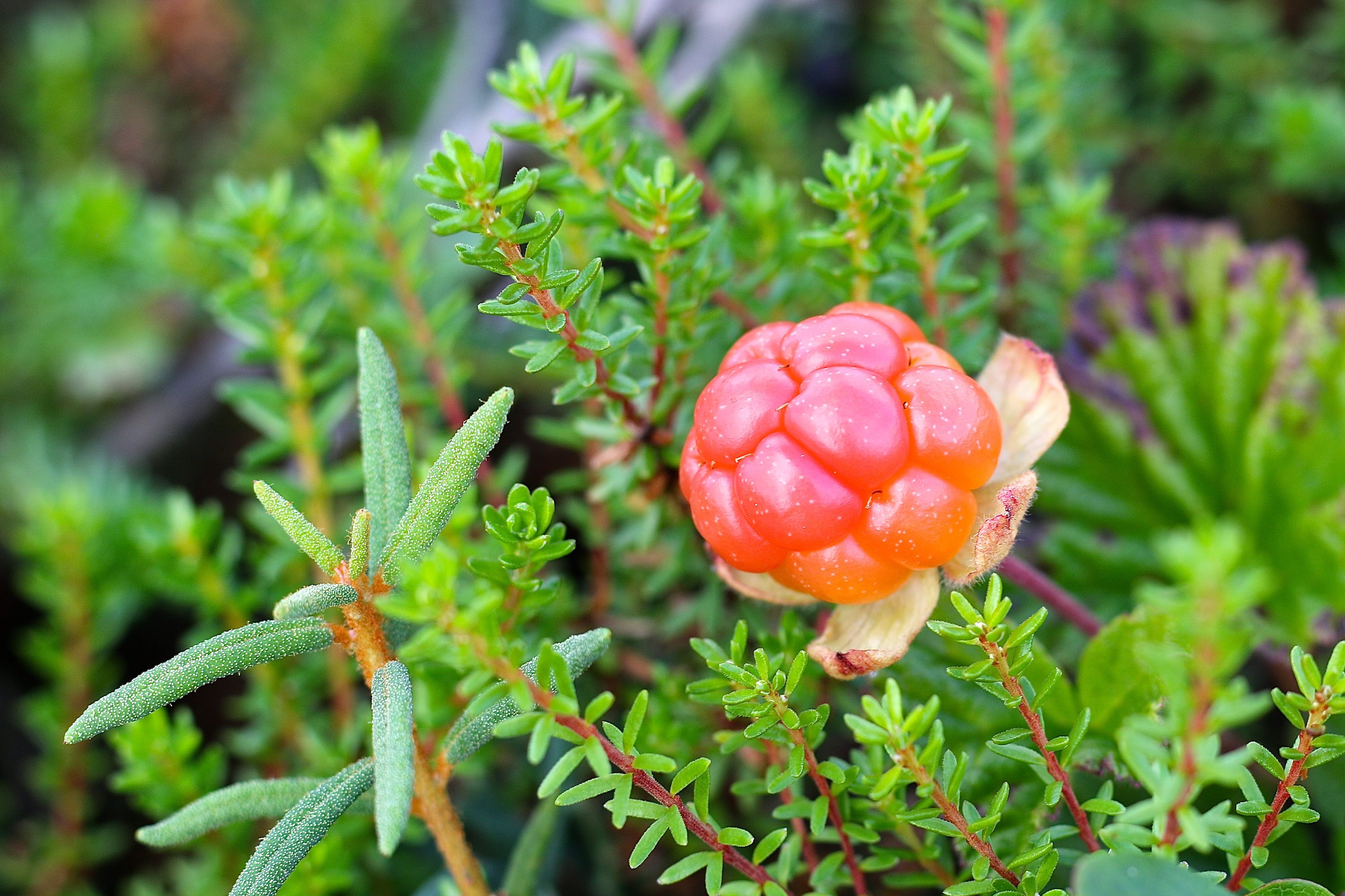 Cloudberry. Морошка (Rubus chamaemorus). Морошка в тундре. Морошка Северная Тундровая ягода. Растения тундры Морошка.