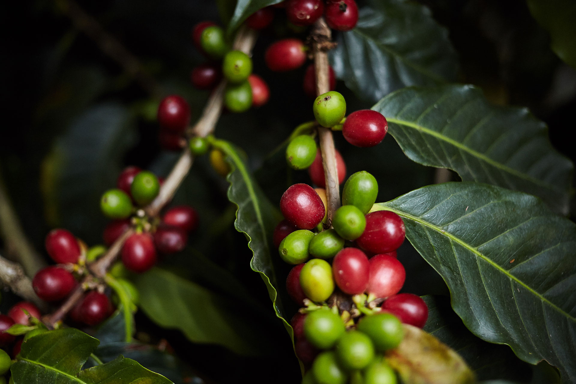 Coffee is grown. Кофе Аравийский дерево. Кофейное дерево Аравийское. Кофейное дерево Эксцельза. Кофейное дерево (Coffea).