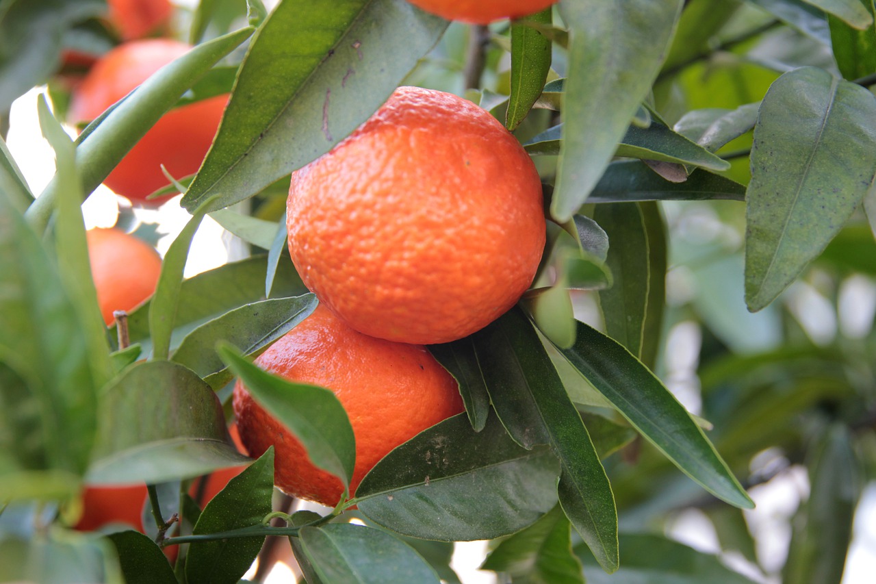 Апельсин фрукт или ягода. Танжерин цитрусовые. Мандарин Турция Танжерин. Плод мандарина. Танжерины фото.