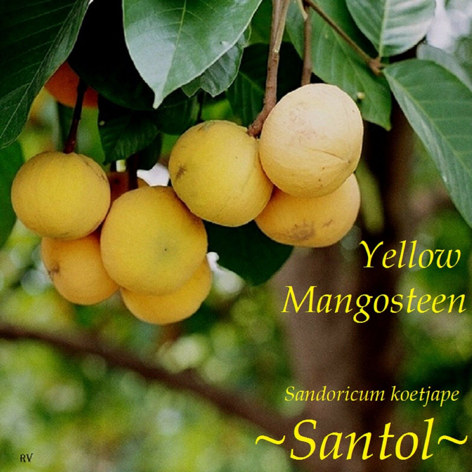 Дерево семейства розовых приносящие сочные плоды. Sandoricum koetjape. Сантол фрукт. Сантол плоды. Santol Fruit(sandericum koetjape).
