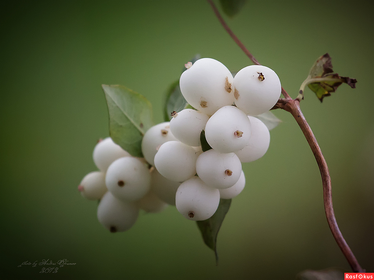 раст белые ягоды фото 104