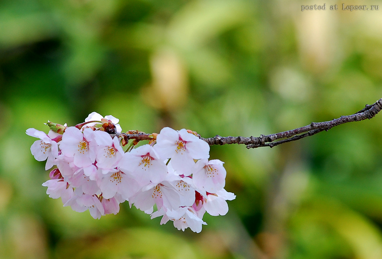 Ягоды сакуры. Цветение Сакуры. Сакура летом после цветения. Сакура ягоды. Сакура фото.