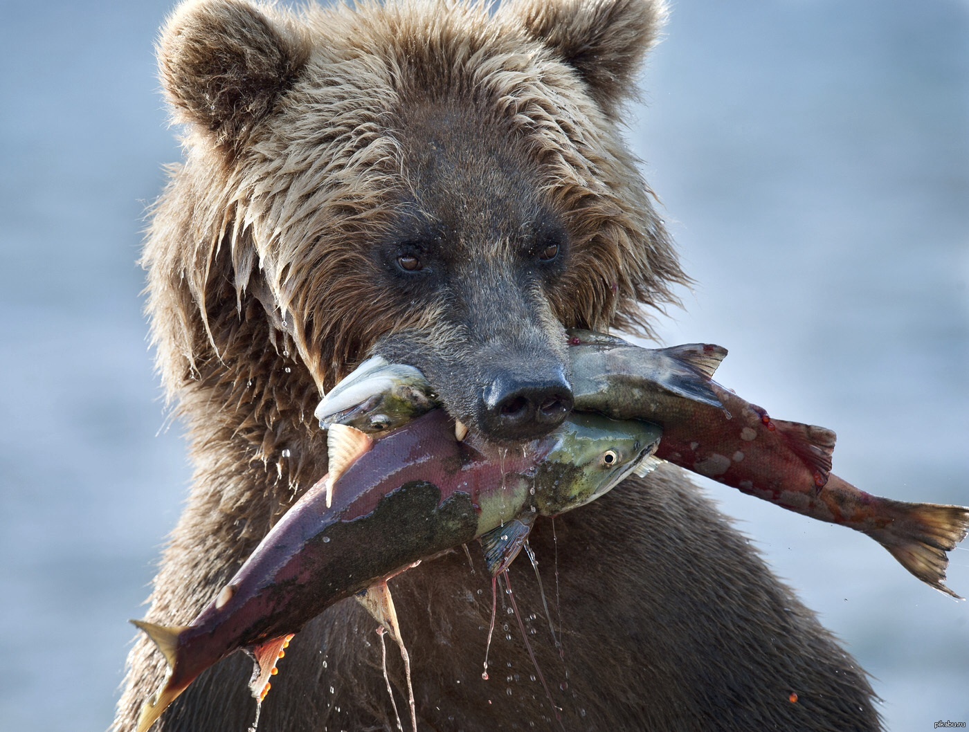Медведь ест рыбу